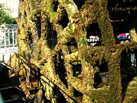 Moss covered water wheel at L'Isle sur la Sorgue